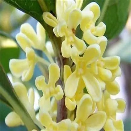 Osmanthus Absolute Oil 1